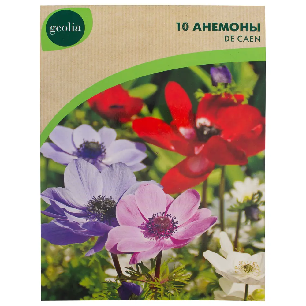 Анемона гибридная Mixed GEOLIA 5/6 10/75 STLM-2200487 - Вид №1