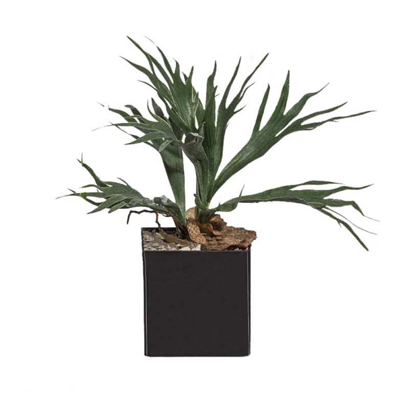 L155X14 Платицерий Adriani e Rossi 