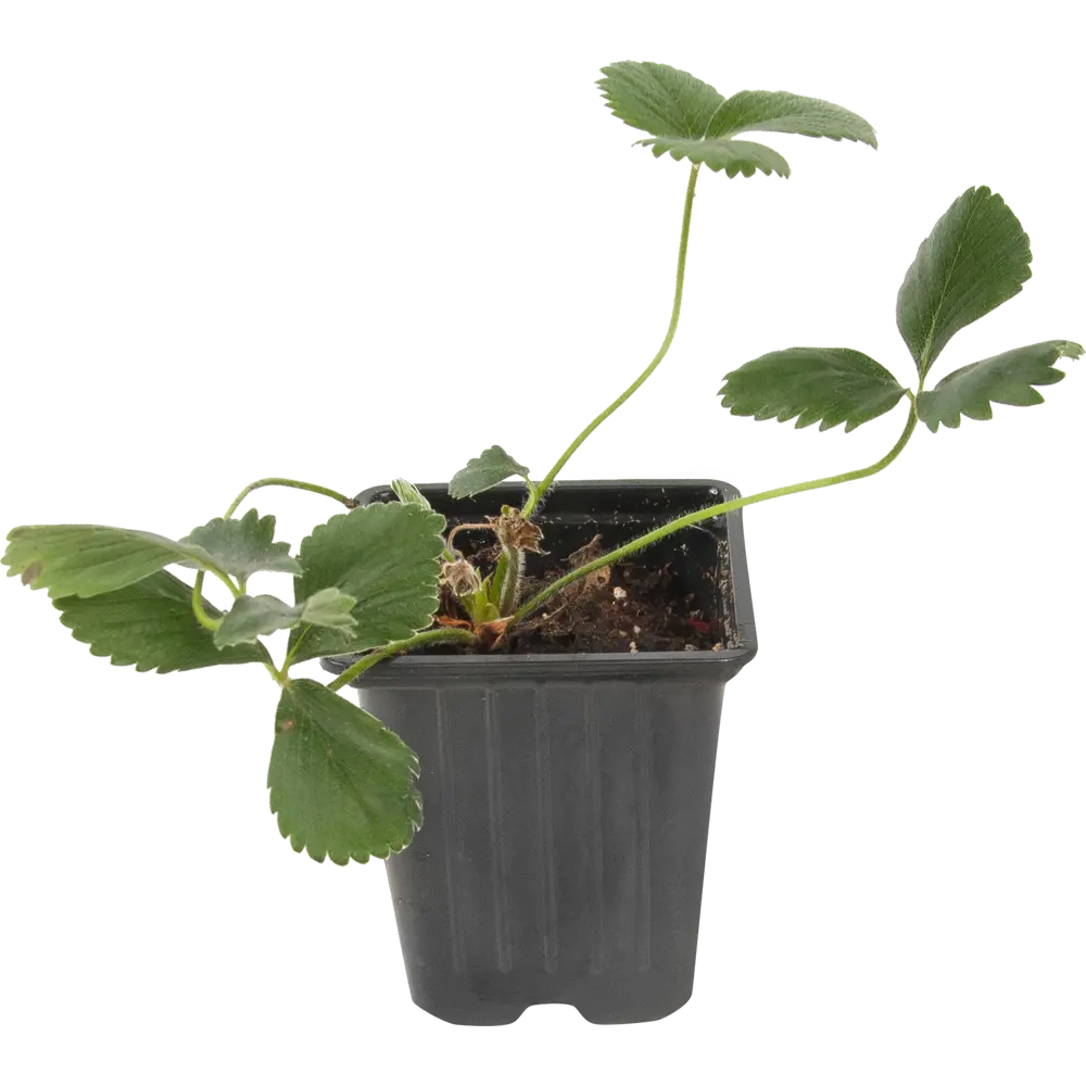 Земляника садовая «Сан Андреас» 9x15 см PLANTMARKET STLM-2208457