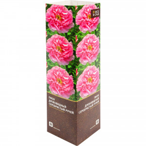 82142823 Пион древовидный привитый «Серебристый ручей» в тубе