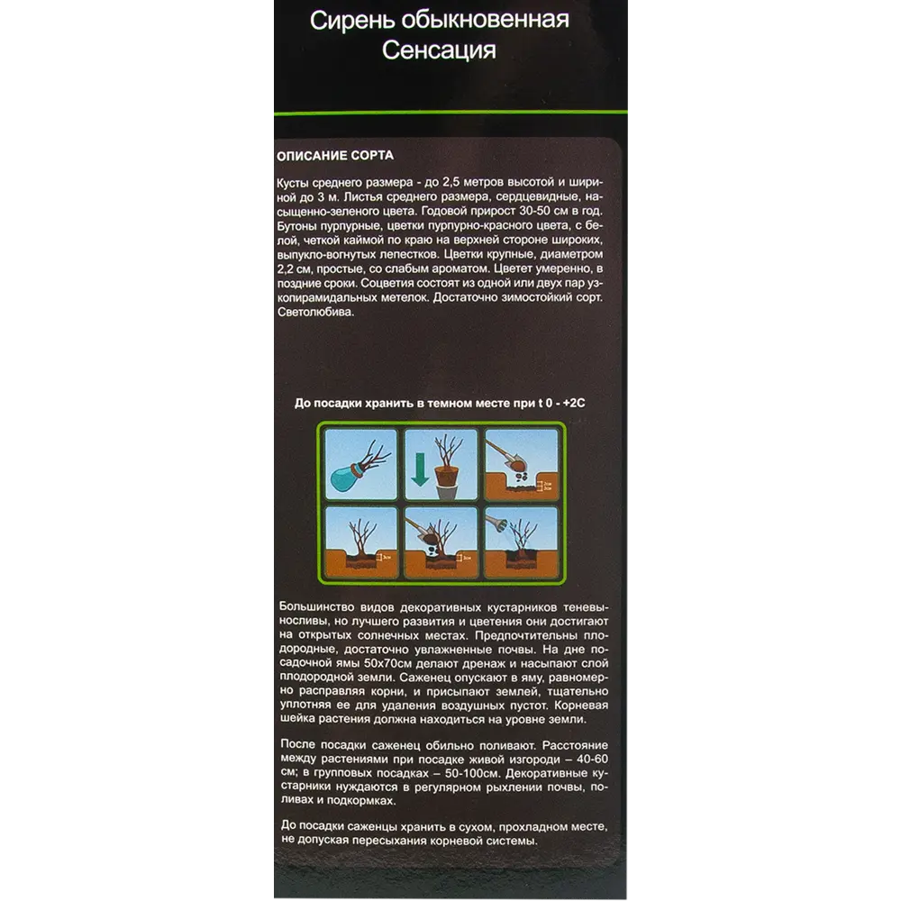 Сирень обыкновенная Сенсация в тубе 82539532 STLM-2173184 BLOOMING LIFE  - Вид №2
