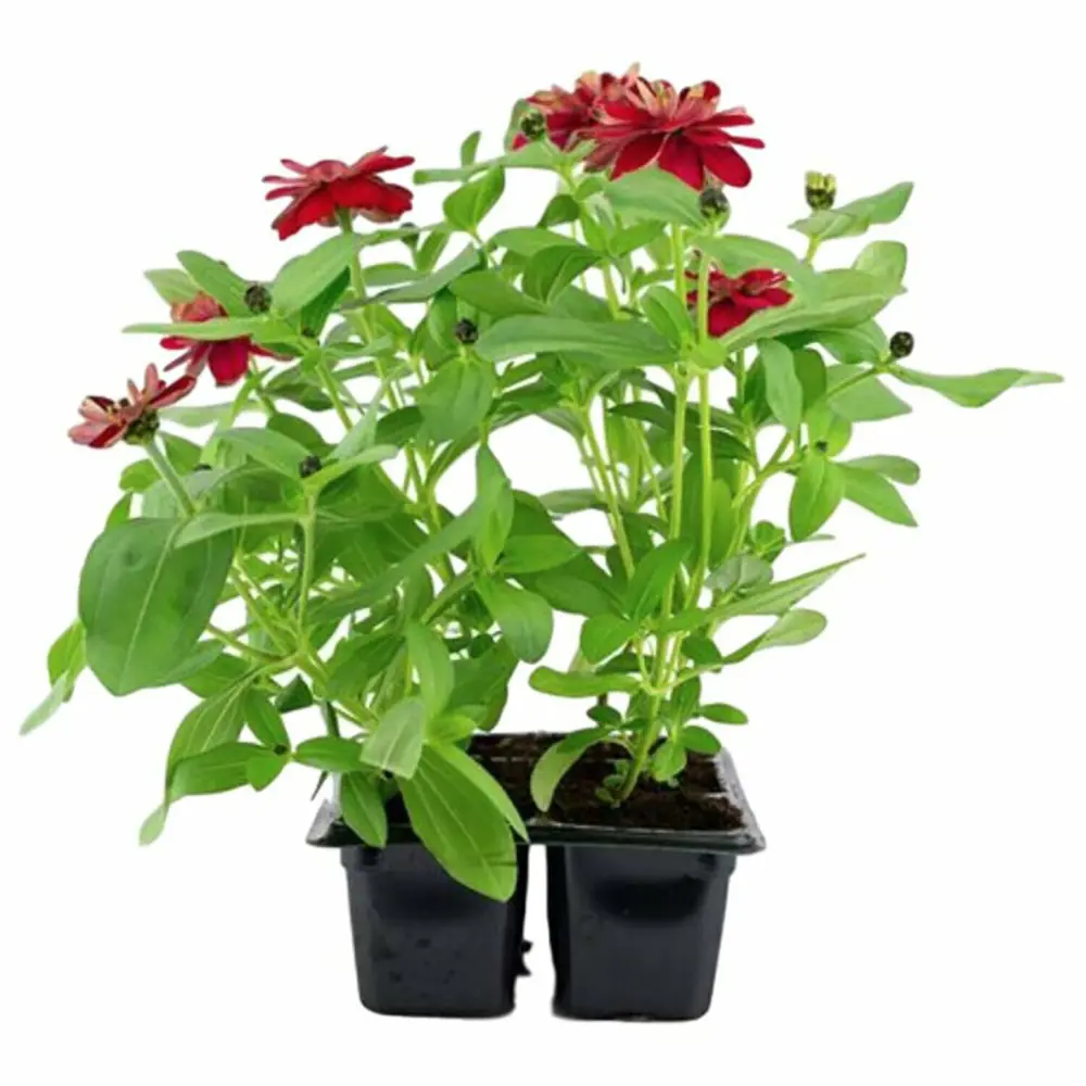 Рассада Циния h15 см, 6 шт. 83248313 STLM-2118320 Santreyd 