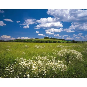 Фотопанно бумажное «Meadow» 368х254 см 17832014 STLM-2006601