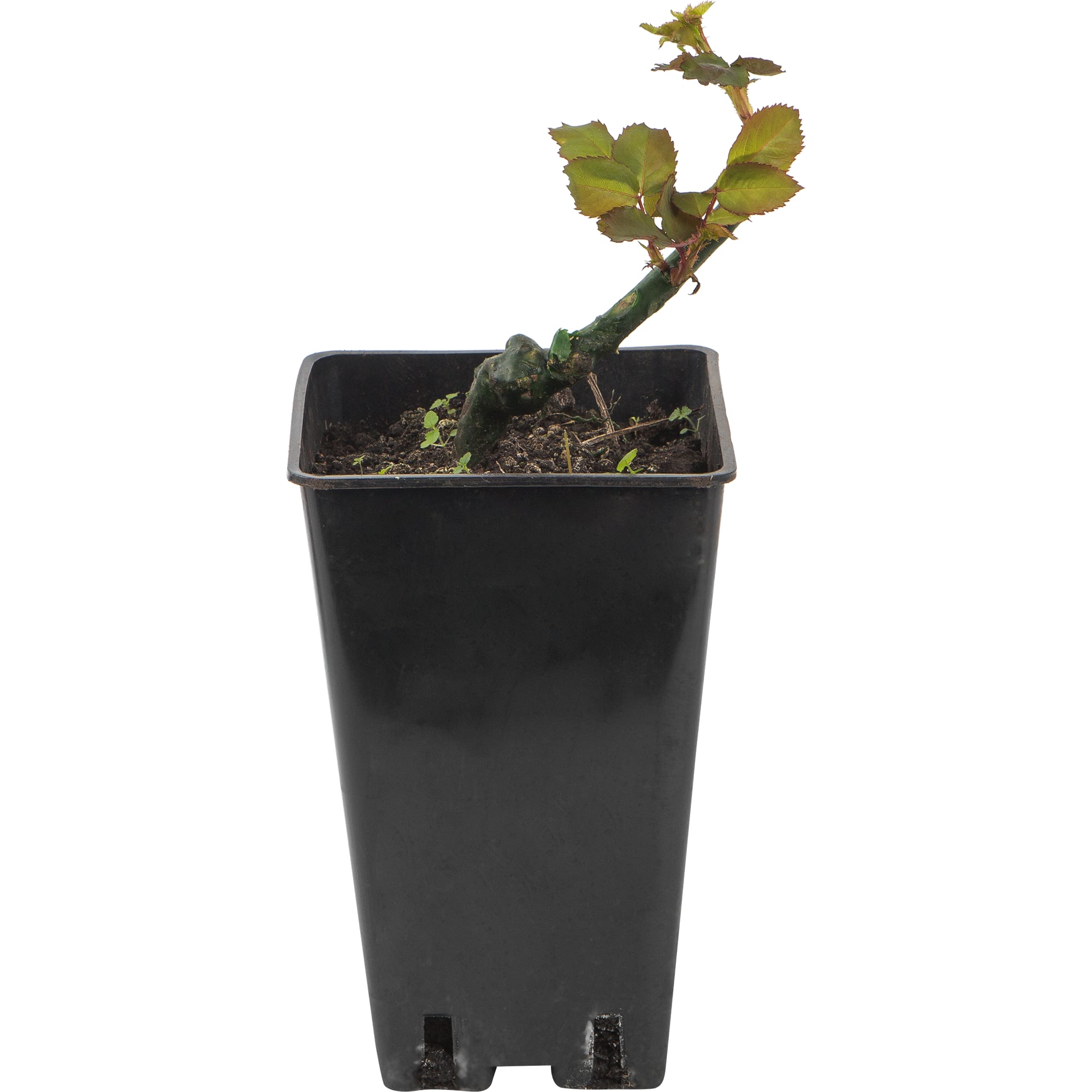 82594793 Роза чайно-гибридная «Хайлендер» 15x30 см Santreyd 