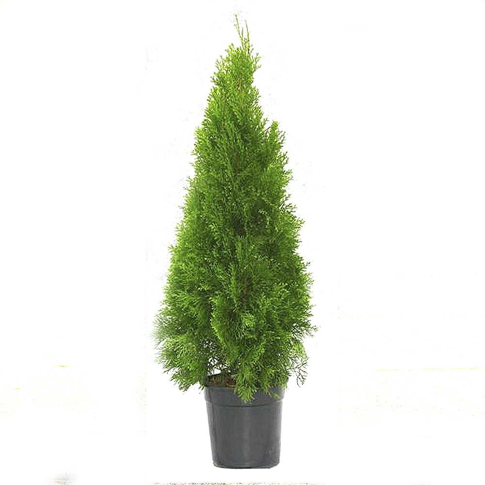 Туя Смарагд Santreyd - вечнозеленый хвойный акцент для сада 87718589 STLM-0075293