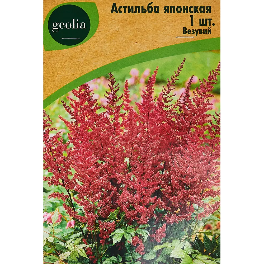 Астильба Geolia японская Везувий 86408610 STLM-2089596 