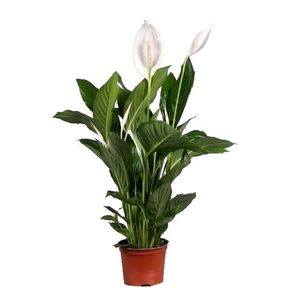 Спатифиллум Бинго Купидо 17x65-75 см 82565243 STLM-2184658 Santreyd 