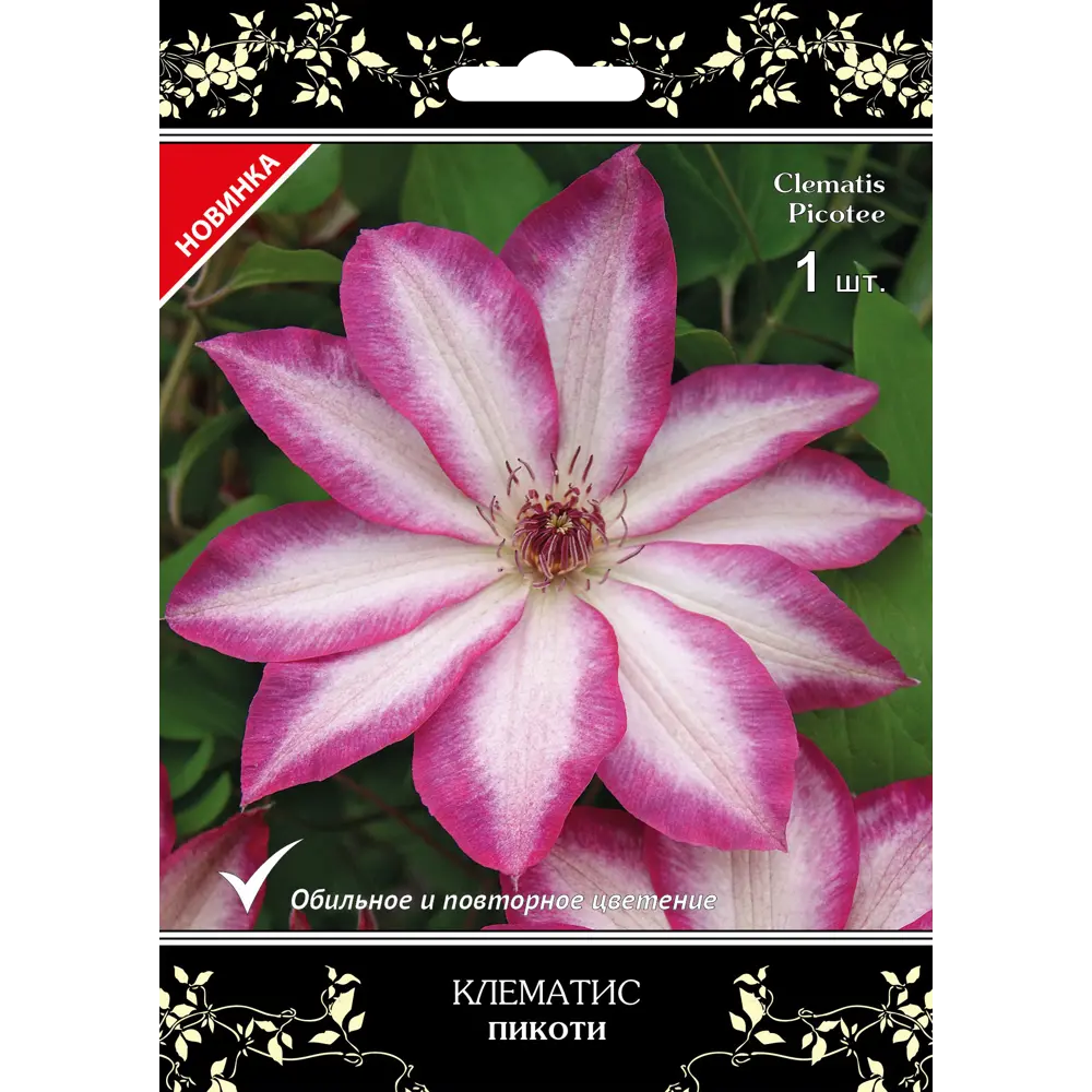 Клематис крупноцветковый Пикоти в капере 82527454 STLM-2205751 Santreyd 