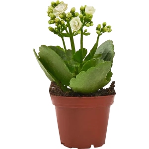 Каланхое Мини микс ø6 h10 см 85394505 STLM-2198631