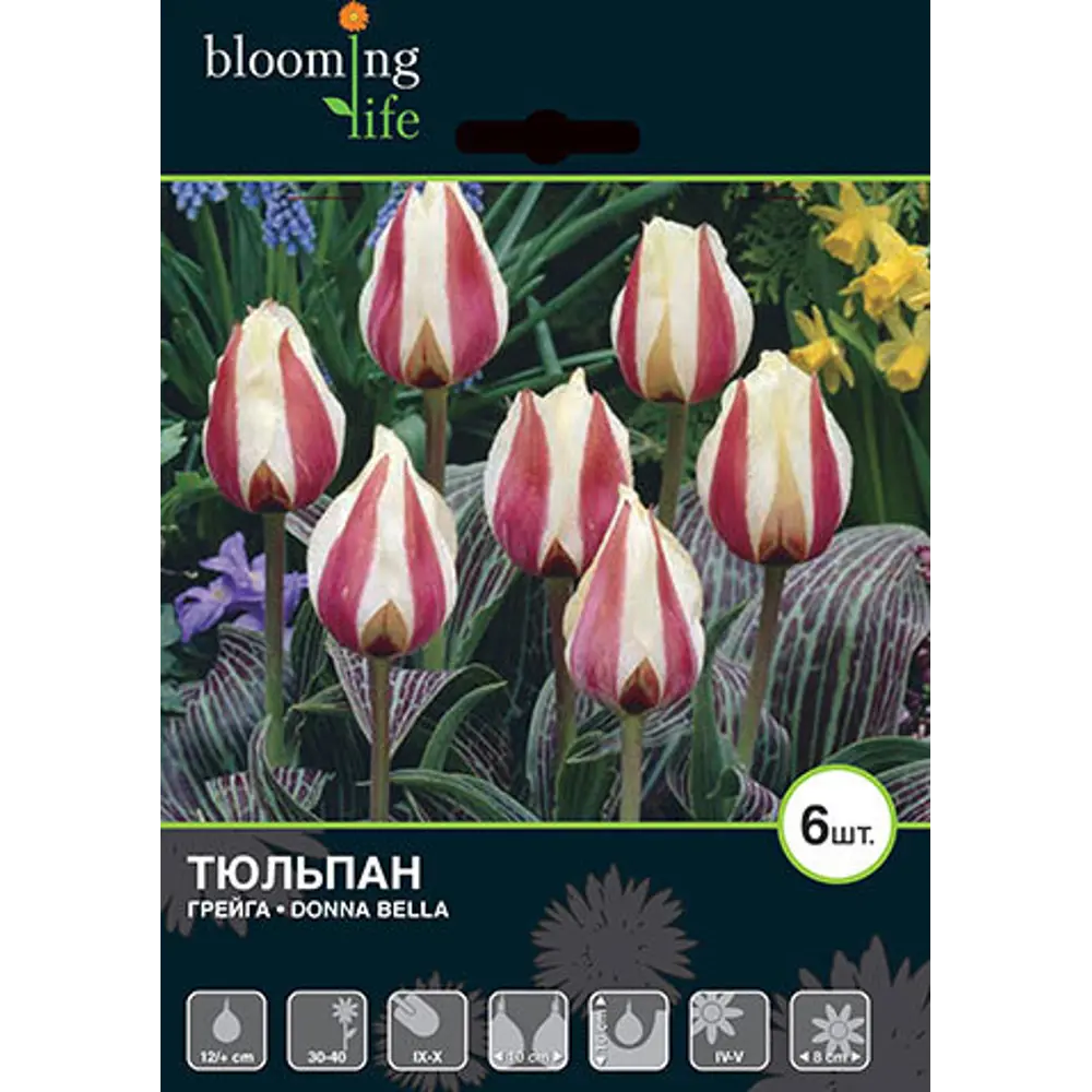 Тюльпан «Донна Белла» размер луковицы 12, 7 шт. 82665993 STLM-2206245 BLOOMING LIFE 