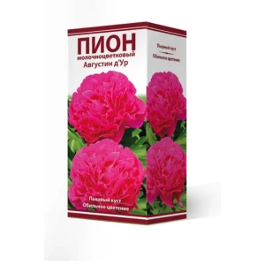 Пион травянистый Августин д Ур луковица 2-3 83600688 STLM-2211674