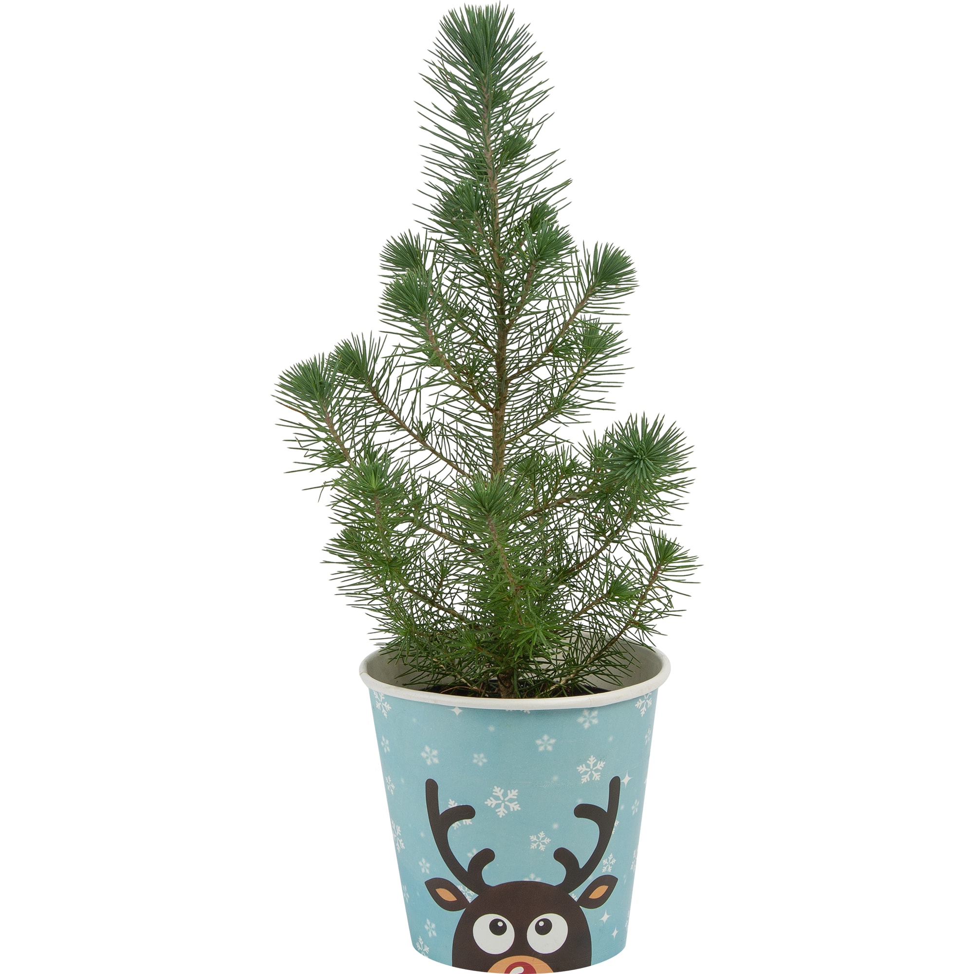 82769606 Сосна в кашпо Олень 14x40 см Santreyd 