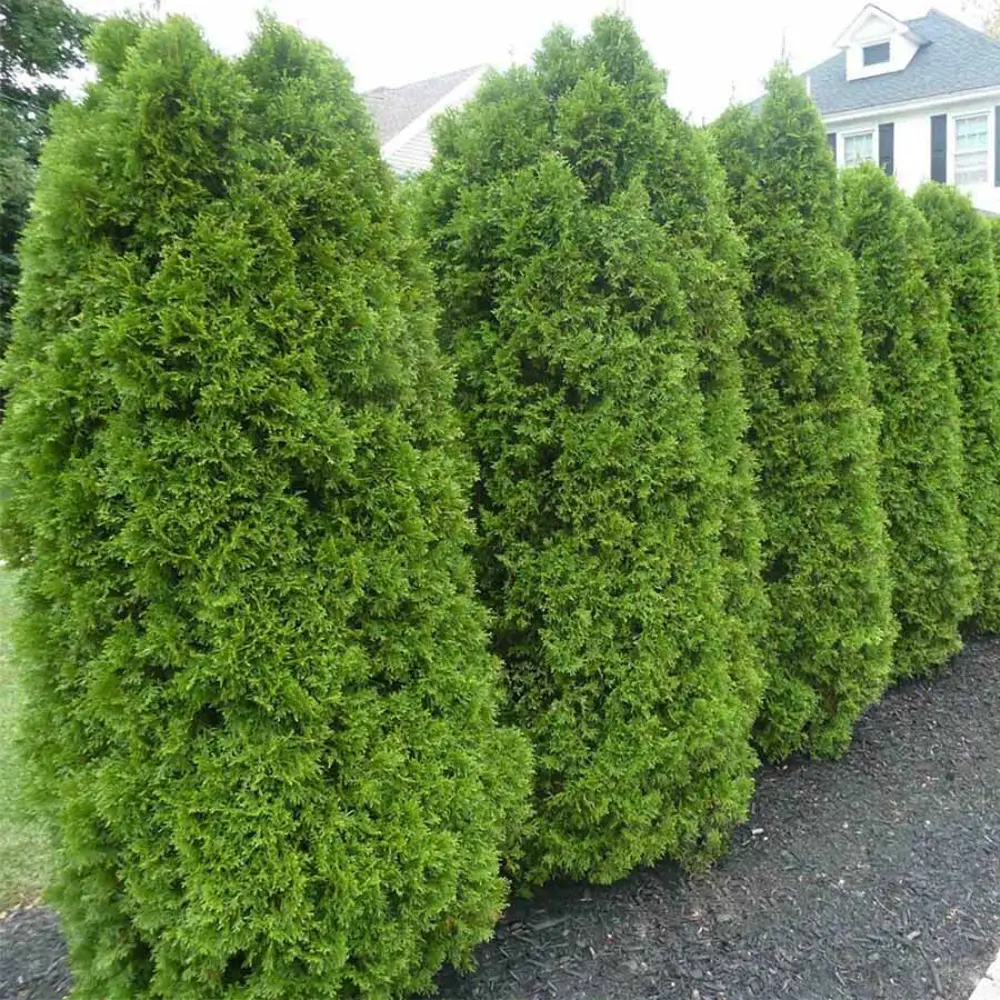 Туя западная Брабант ø40 h140 см 89465477 STLM-2054917 PLANTMARKET 