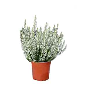 Каллуна обыкновенная Элиса - декоративный кустарник для альпинария 89437956