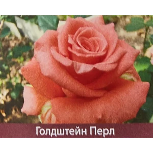Роза чайно-гибридная Голдштерн Перл ø15 h30 см 85589150 STLM-2028451