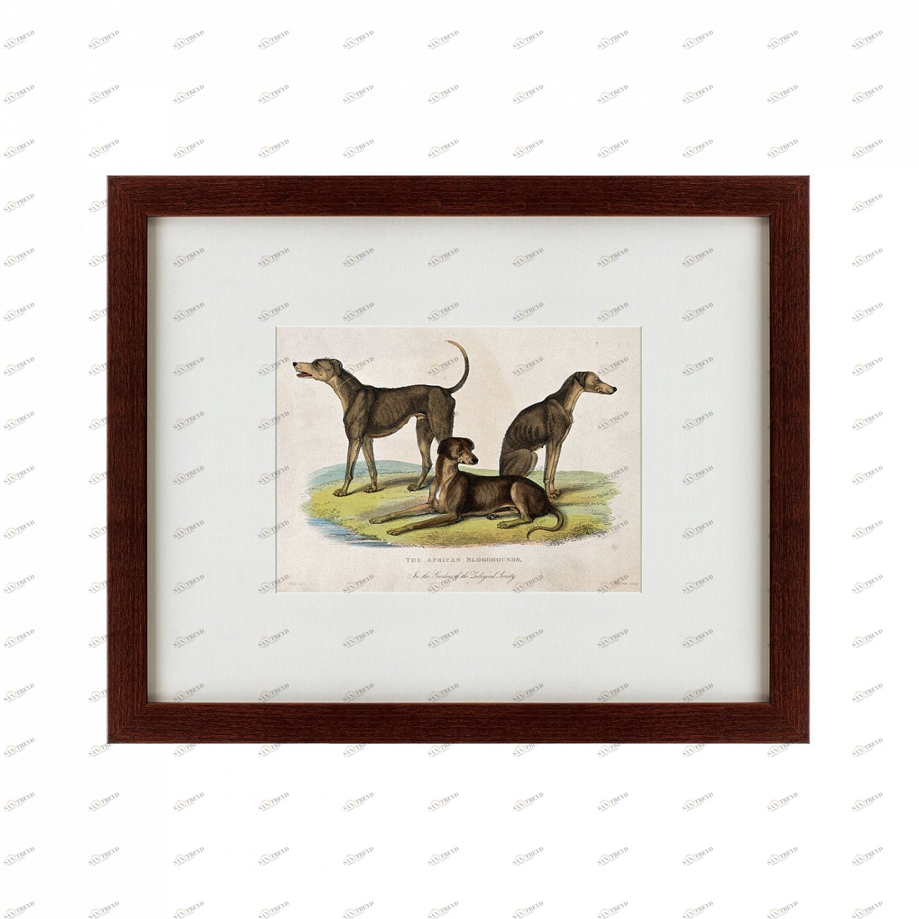 Литография на тонированной бумаге 42х52 см Three African bloodhounds, 1830 КАРТИНЫ В КВАРТИРУ  135644 Бежевый;белый;черный;разноцветный 