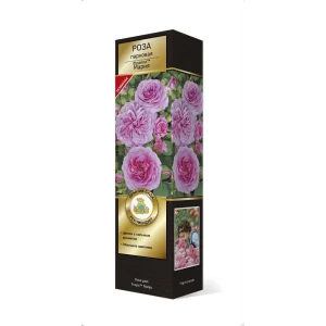 Роза парковая Фрайла Мария h37 см 83786645 STLM-2041875