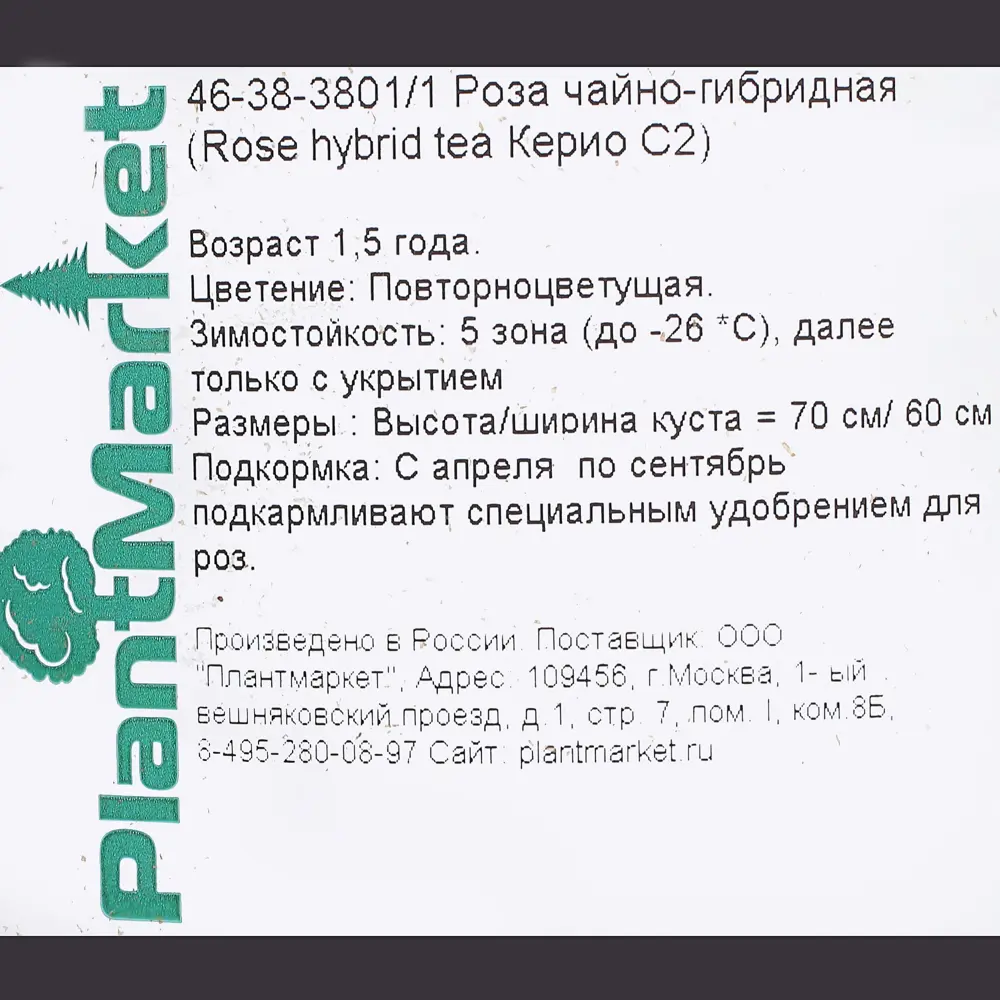 Роза чайно-гибридная «Керио» С2, цвет жёлтый PLANTMARKET STLM-2062302 - Вид №2