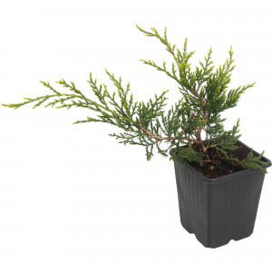 82601671 Можжевельник средний «Олд Голд» 9x12.5 см