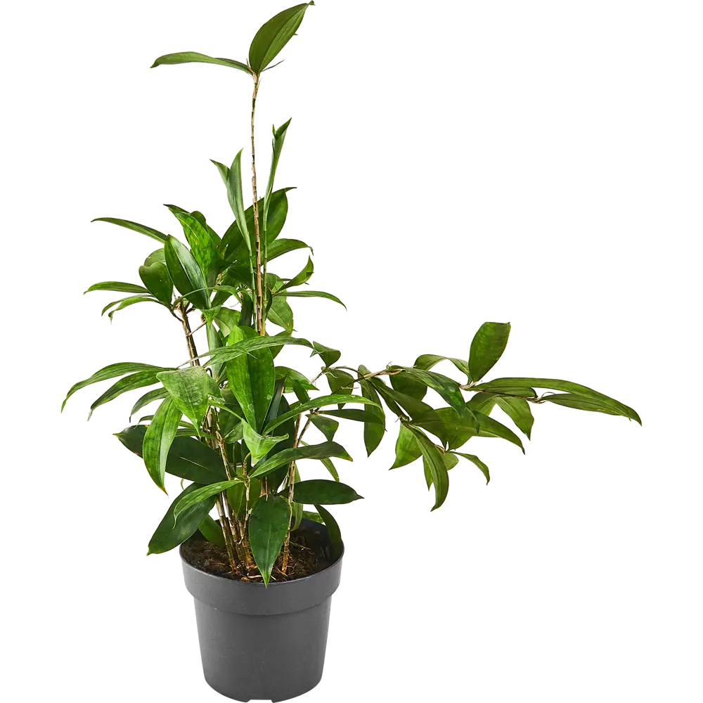 Santreyd Драцена Суркулоза - вечнозеленый кустарник для интерьера 87959808 STLM-0076384