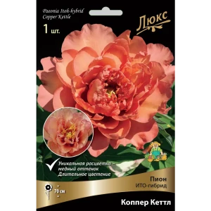 Пион ито-гибрид «Коппер Кеттл» разбор 2-3 82661869 STLM-2167446