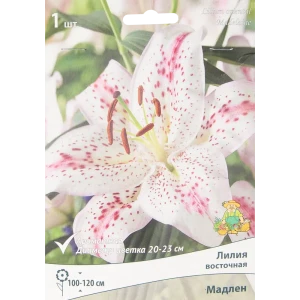 Лилия восточная Мадлен 85205771 STLM-2163418