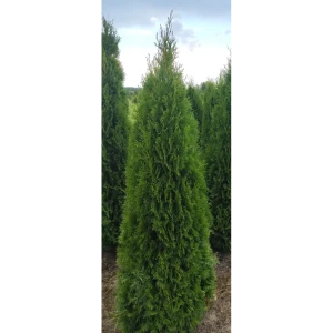 Туя западная Смарагд h220-240 см 85088173 STLM-2057472