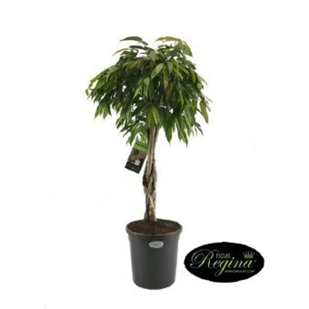 Фикус Амстел Кинг переплетенный 31x140 см 82850352 STLM-2129149 Santreyd 