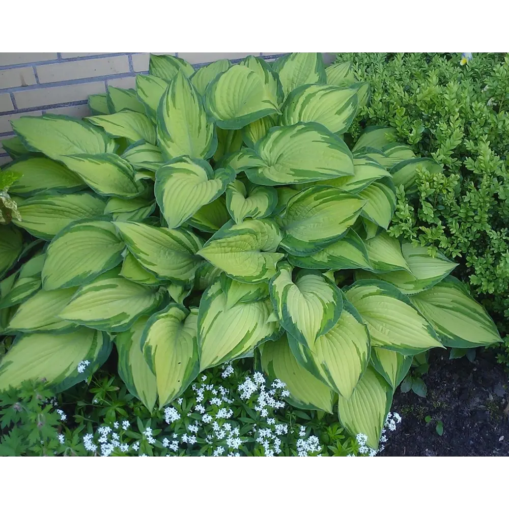 Хоста Форчуна 15x15 см 82595149 STLM-2061240 Santreyd 