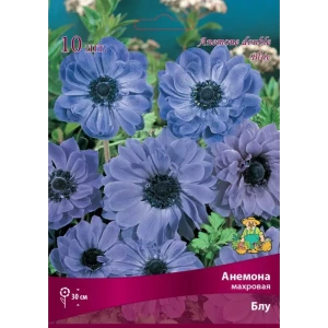 ПОИСК Анемона махровая Блу - голубые пионовидные цветы для сада 83593860