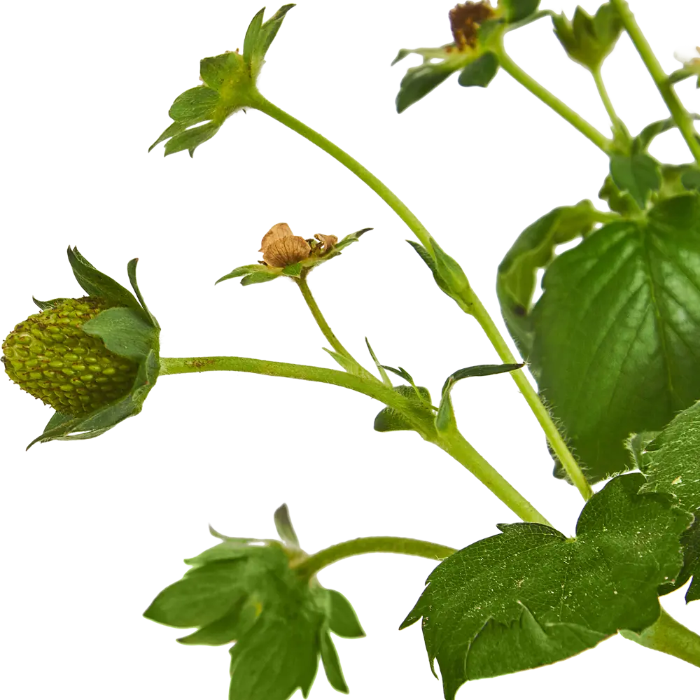 Santreyd Земляника микс ремонтантная - 6 растений в упаковке 84299081 STLM-0965876 - Вид №2