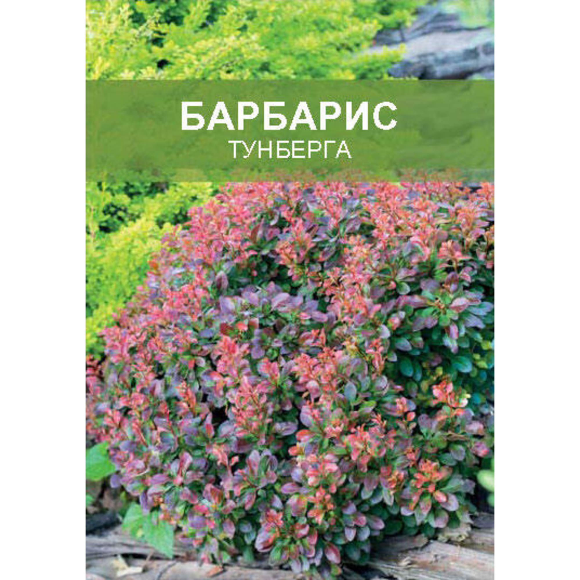 85670436 Барбарис Тунберга ø15 h35 см Santreyd 