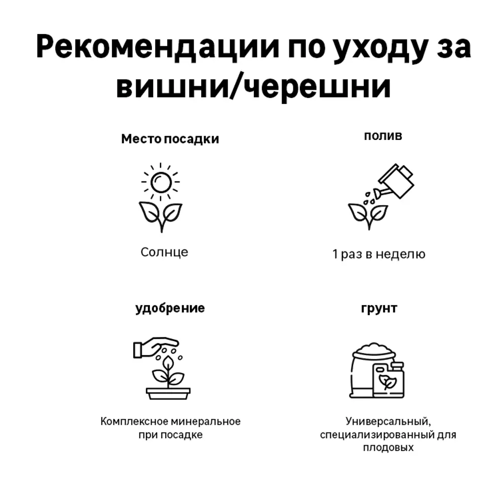 Черешня Овстуженка h90 см 83787996 STLM-2064953 Santreyd  - Вид №3