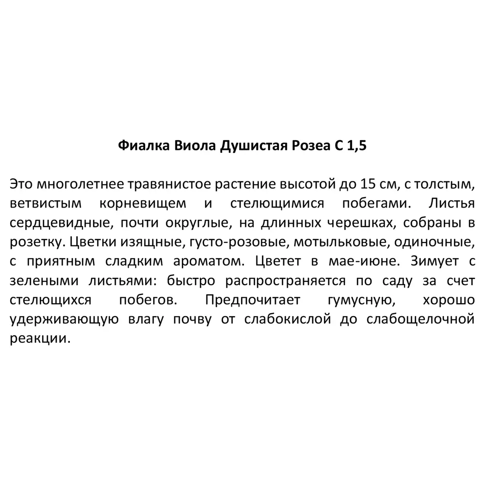 Фиалка душистая Розеа ø11.5 h30 см 85324937 STLM-2079316 Santreyd  - Вид №3