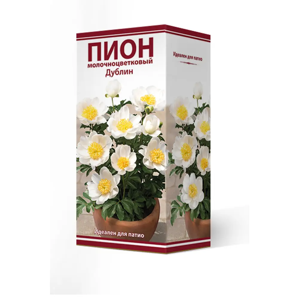 Пион молочноцветковый травянистый «Дублин для Патио» разбор 2-3 82661855 STLM-2006486 Santreyd 