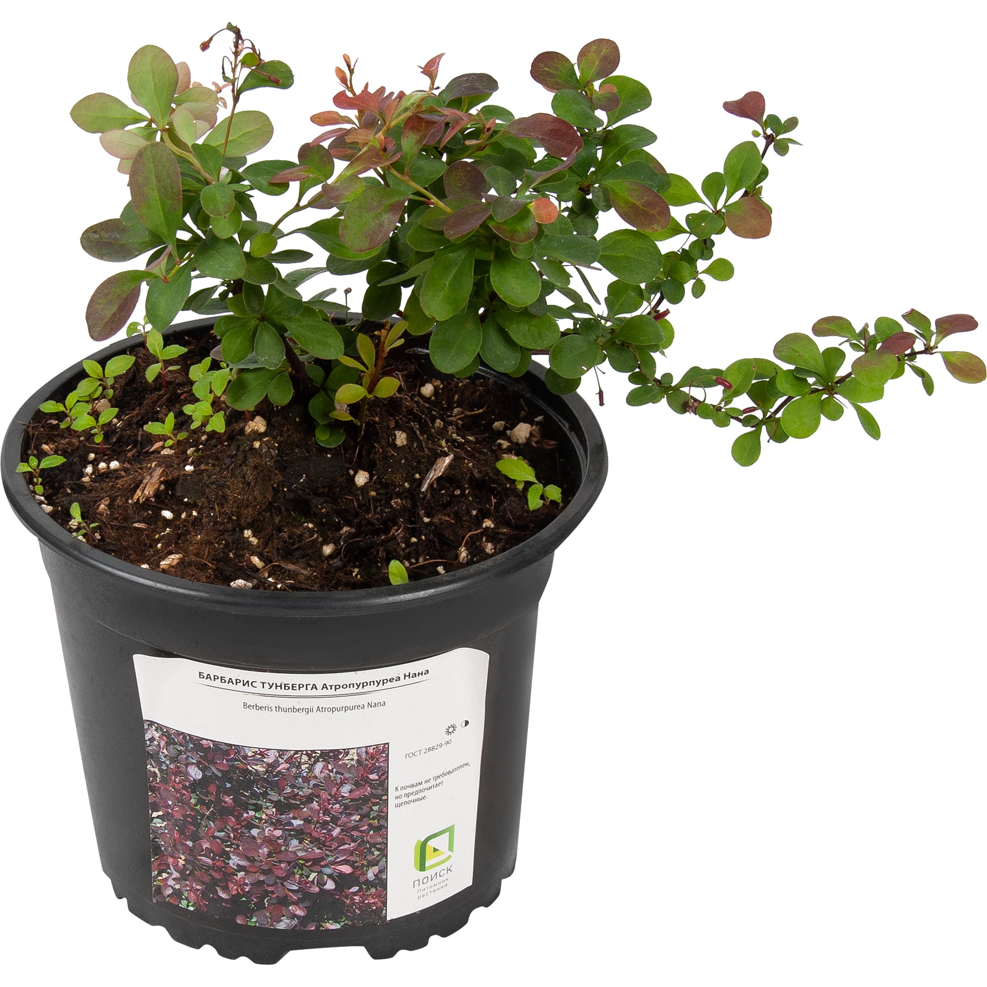 81968693 Барбарис Тунберга «Атропурпуреа Нана», контейнер 2 л Santreyd  - Вид №1