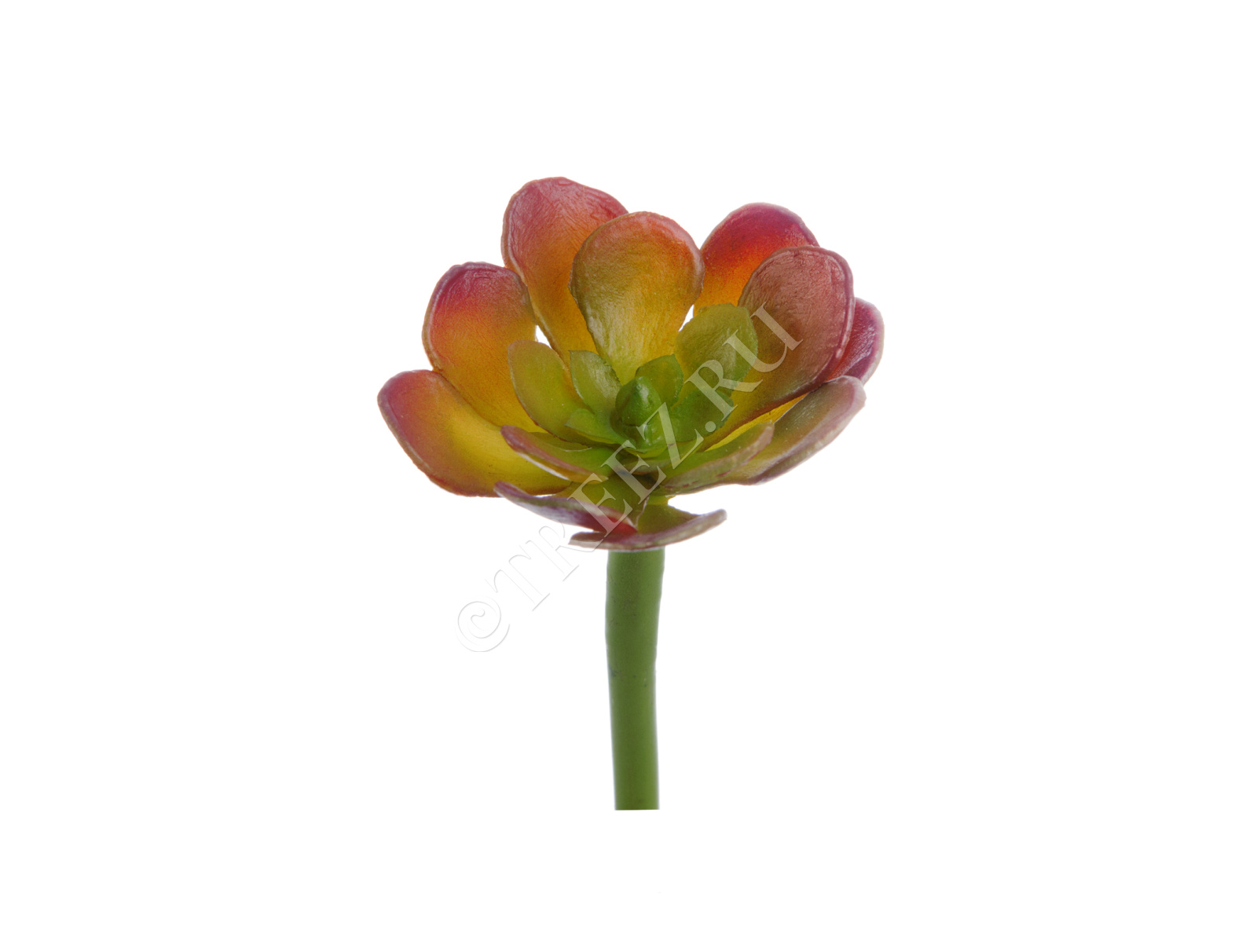 30.0616197BRG Мини-Суккулент Эониум Декорум зелёно-бордовый Цветочная коллекция 