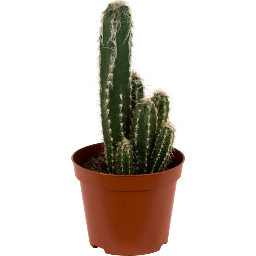 Santreyd: Кактус мамиллярия с декоративной опушкой 85x15 см 13534044 STLM-0003272