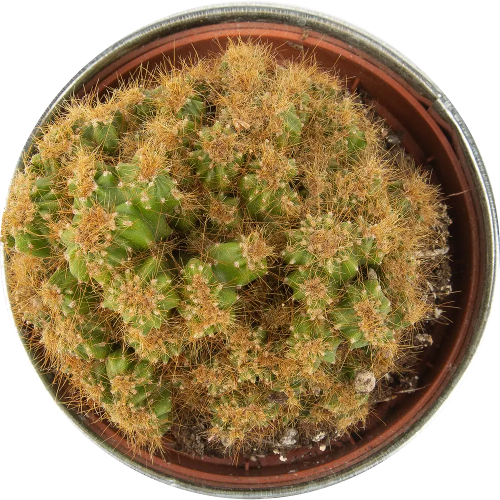 Santreyd Кактус Кристатный — живой декор для интерьера 85062774 STLM-0058108 - Вид №1