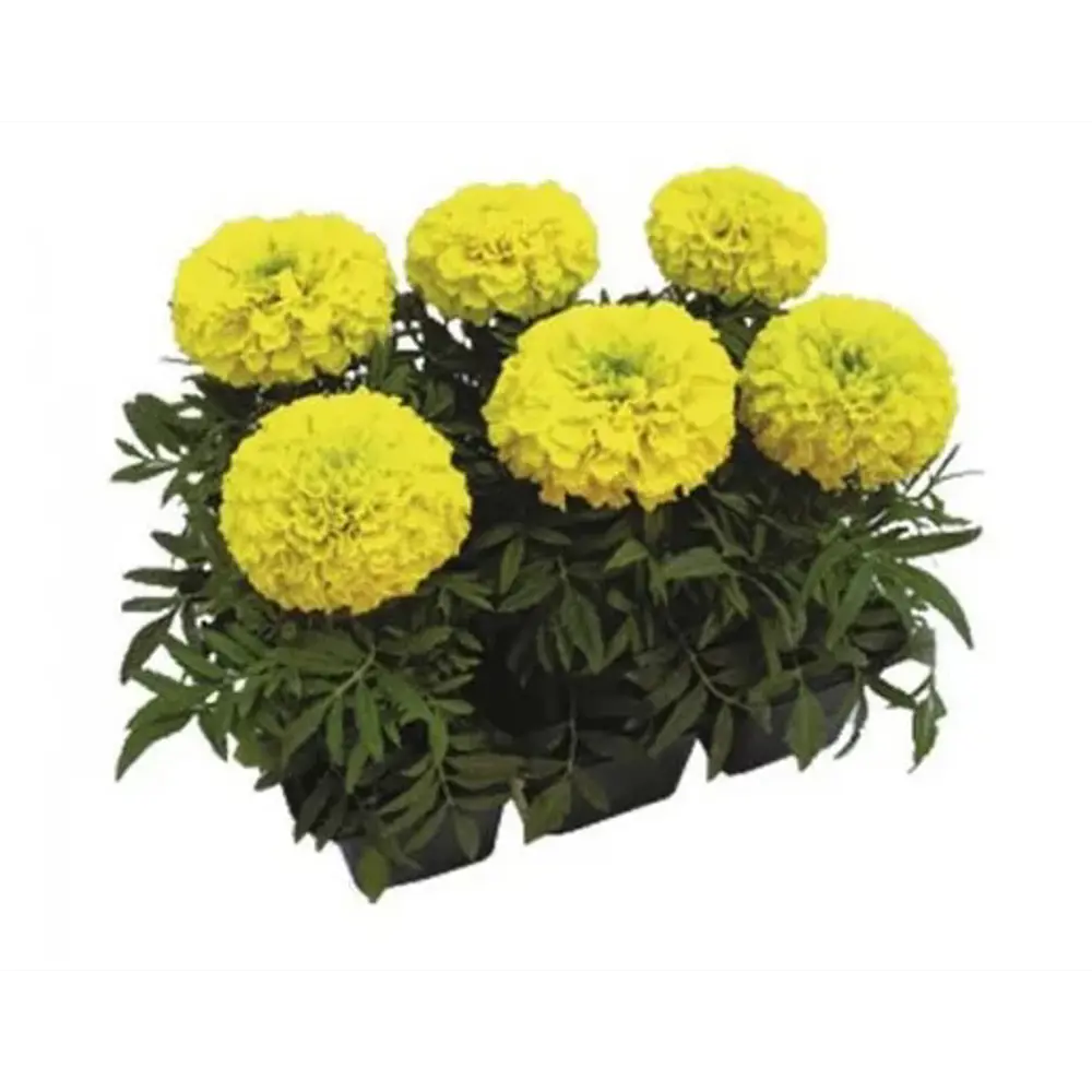 Тагетес прямой Дюн микс h15 см 6 шт. 89369018 STLM-2000424 АГРОНИ 