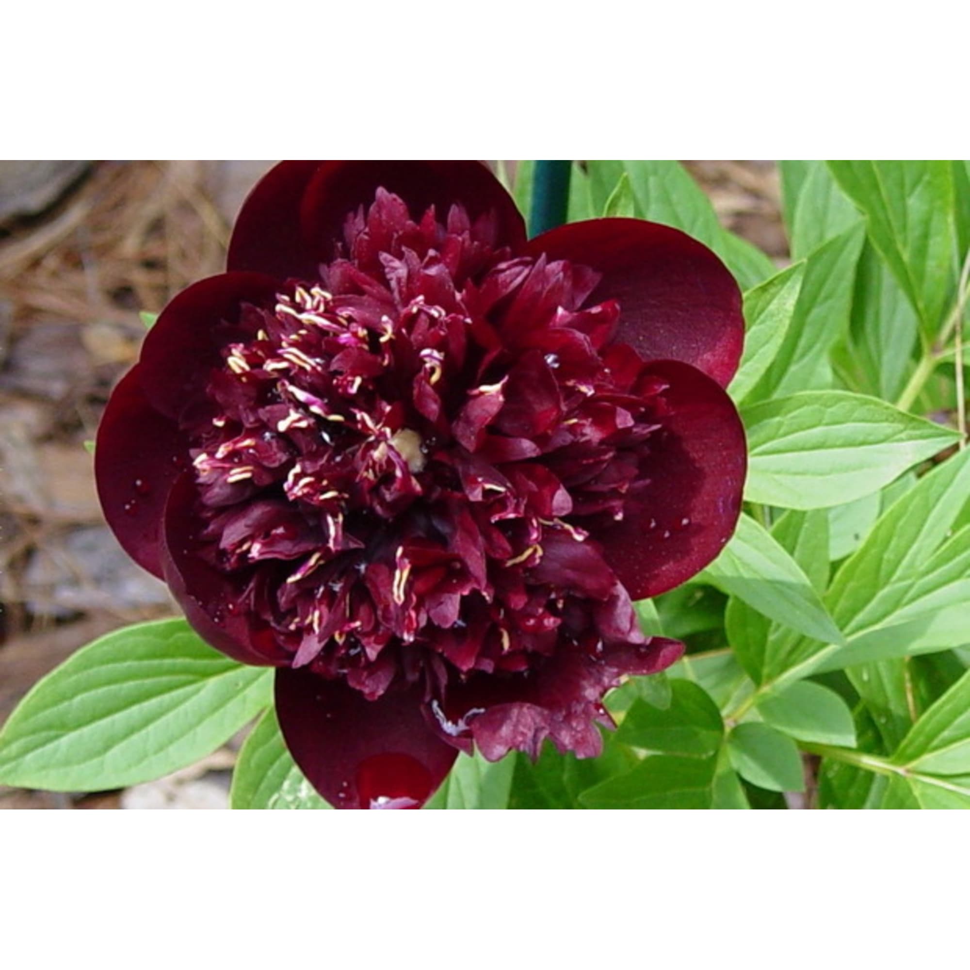 82594923 Пион травянистый красноцветущий «Рут Клей» 15x30 см Santreyd  - Вид №2