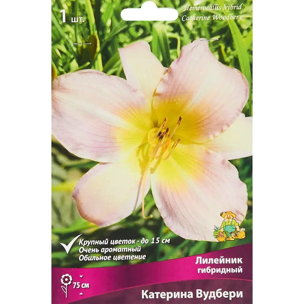 Лилейник гибридный Катерина вудбери луковица I 88295005 STLM-2166426 Santreyd 