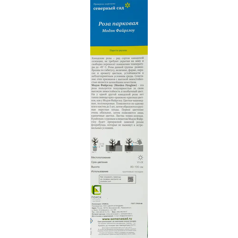 Роза канадская парковая Модэн Файрглоу 82527407 STLM-2159166 Santreyd  - Вид №1