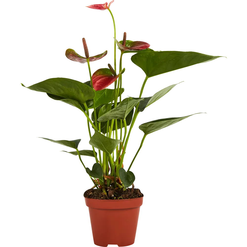 Антуриум Santreyd - экзотический цветок мужское счастье 83738759 STLM-0044146