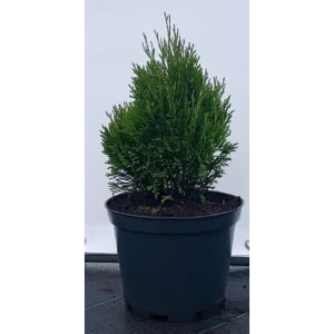 Туя западная Мики ø19 см h40-60 см 85088193 STLM-2103481