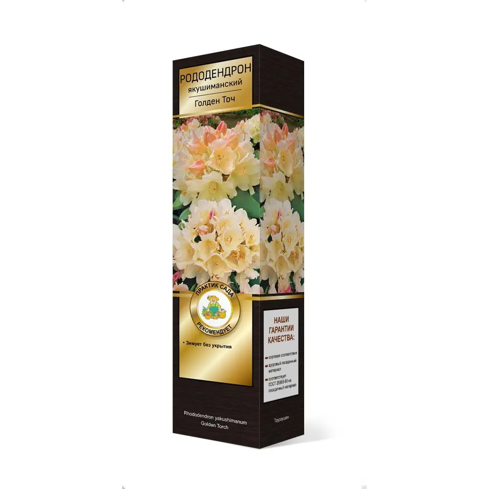 Рододендрон якушиманский Голден точ h37 см 83786969 STLM-2084436 Santreyd 