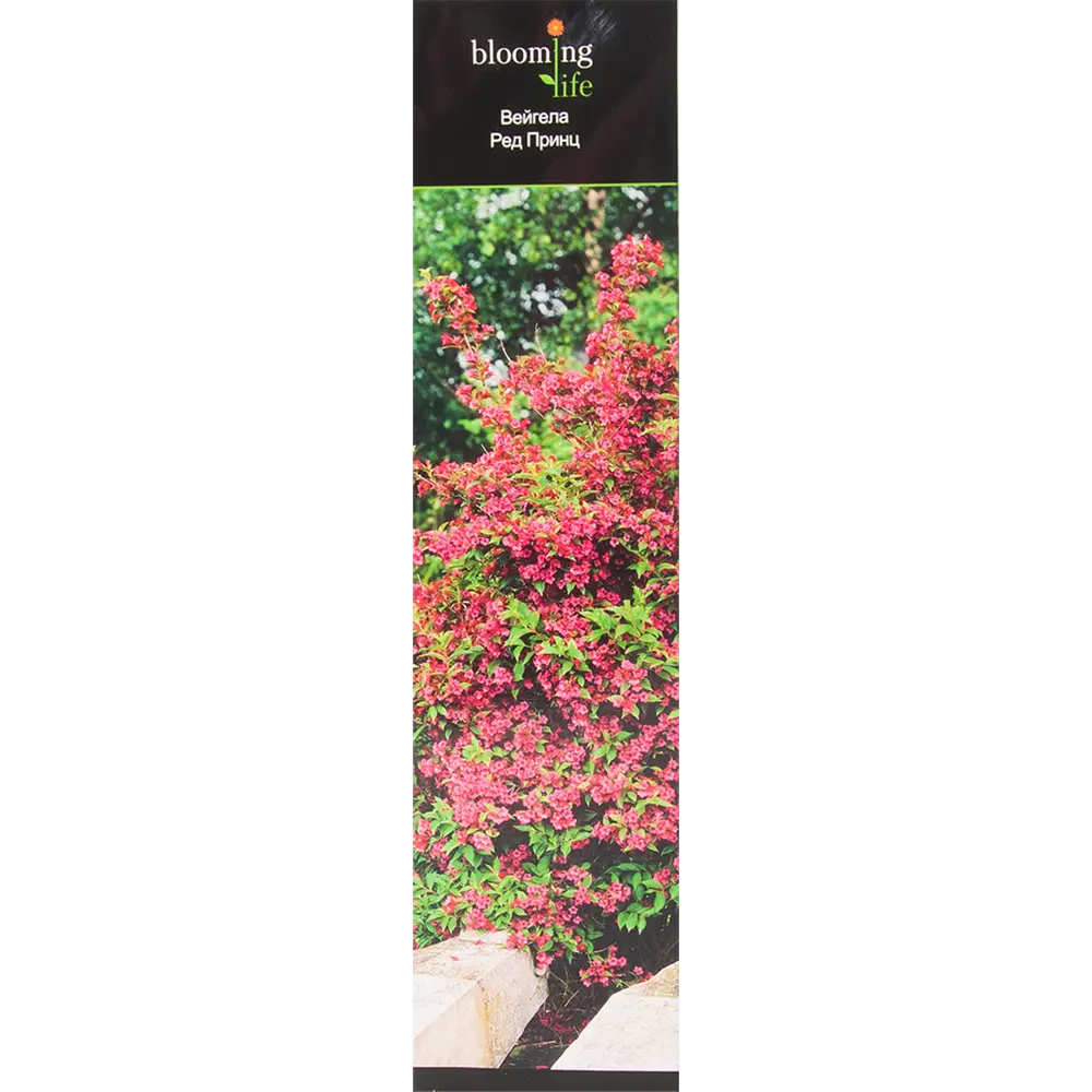 Вейгела Ред Принц в тубе 82539534 STLM-2207915 BLOOMING LIFE 