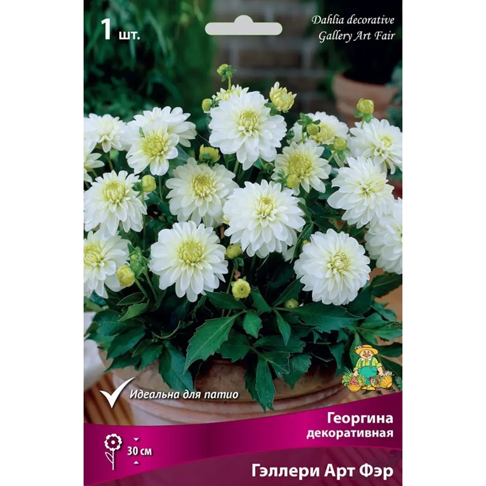 Георгина декоративная Гэллери Арт Фэр луковица I 83593762 STLM-2054309 Santreyd 