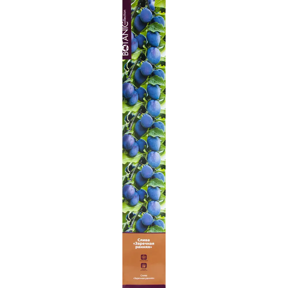 Слива Заречная ранняя в тубе 82539570 STLM-2125936 BOTANIC COLLECTION 
