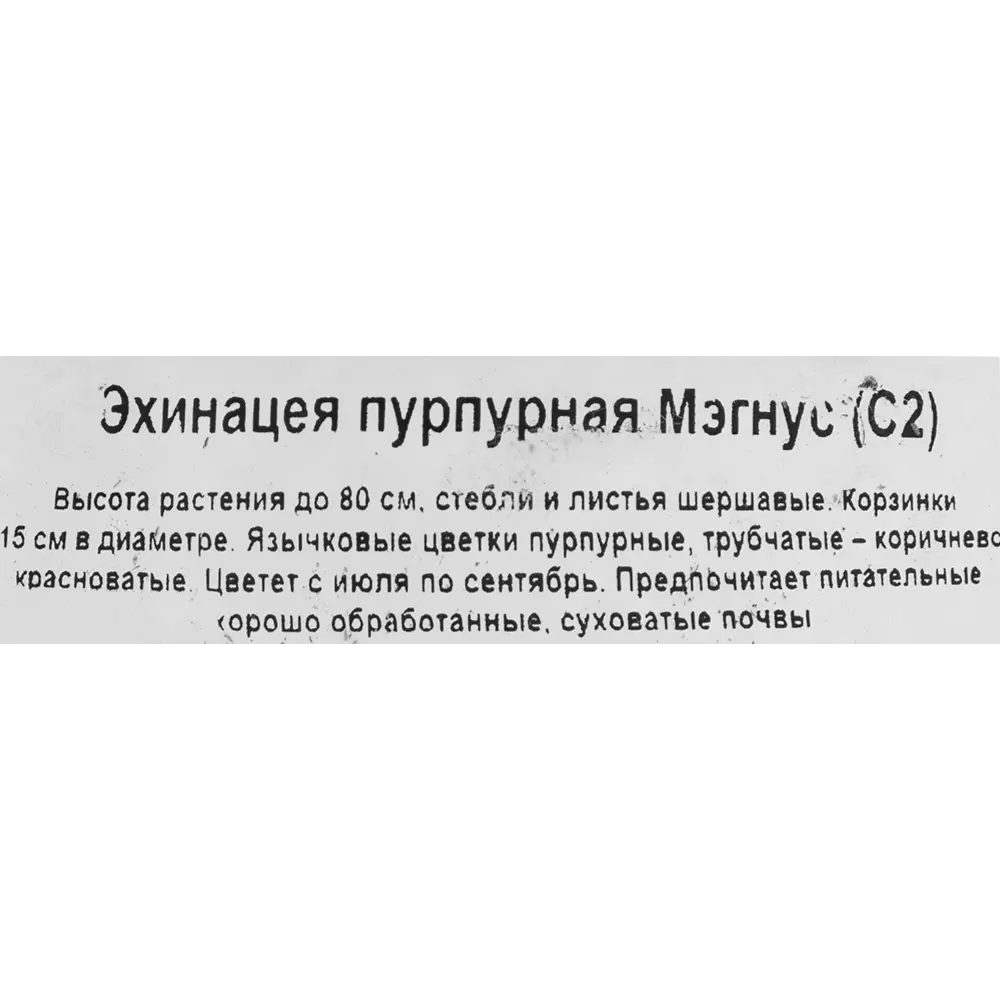 Эхинацея пурпурная микс ø17 h30 см 85325001 STLM-2139419 Santreyd  - Вид №1